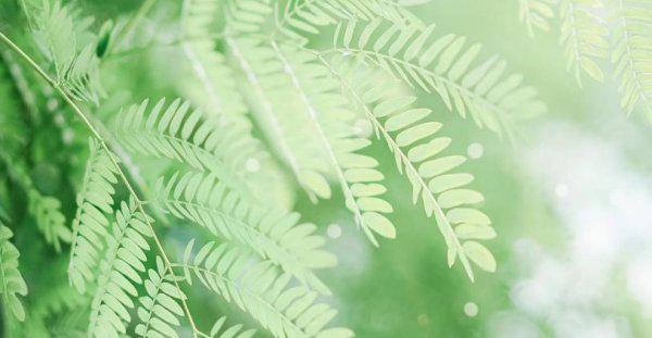 唯一能镇住射手女的星座男