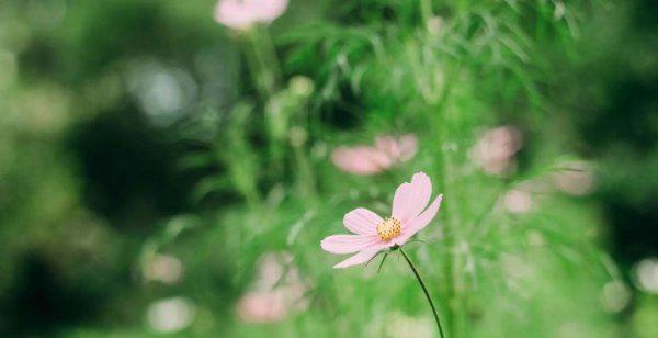 唯一能镇住射手女的星座男