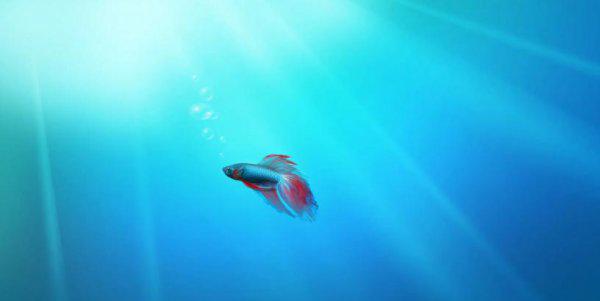 唯一能镇住射手女的星座男