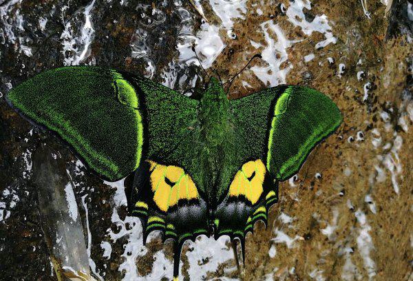 世界上第一稀有的蝴蝶