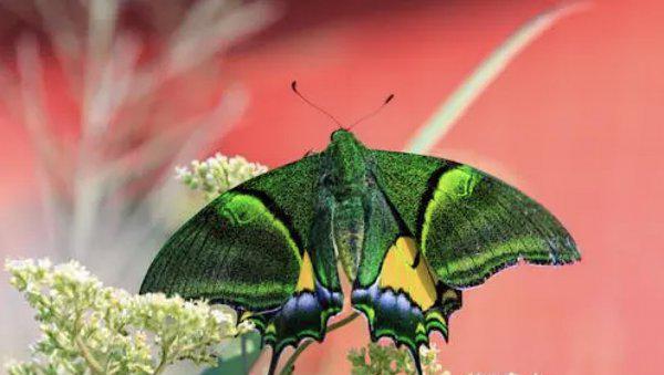 世界上第一稀有的蝴蝶