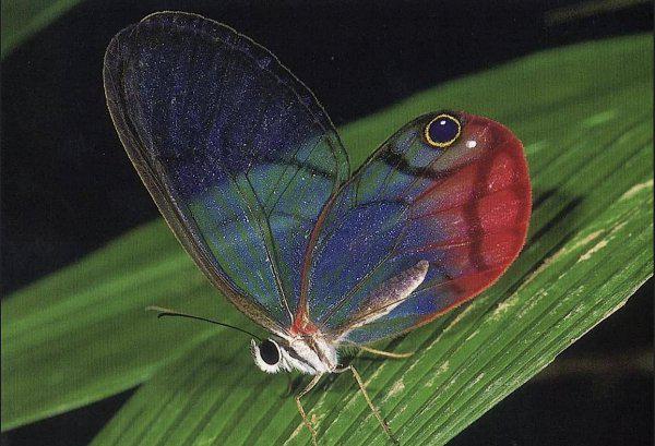 世界上第一稀有的蝴蝶