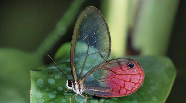 世界上第一稀有的蝴蝶