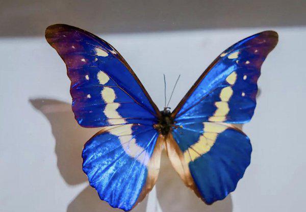 世界上第一稀有的蝴蝶