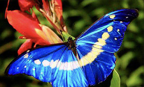 世界上第一稀有的蝴蝶
