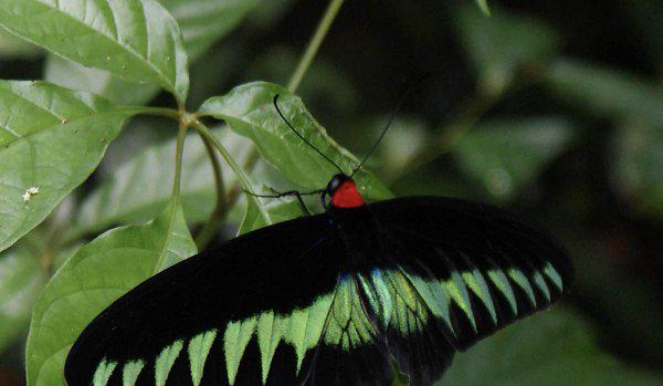 世界上第一稀有的蝴蝶