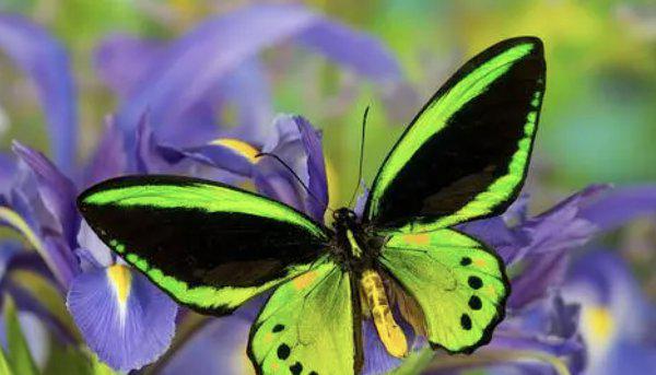 世界上第一稀有的蝴蝶