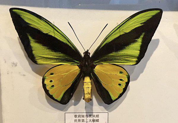 世界上第一稀有的蝴蝶
