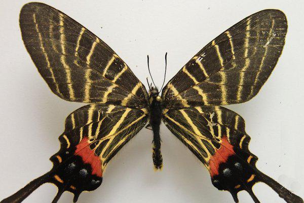 世界上第一稀有的蝴蝶