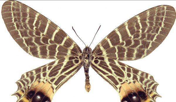 世界上第一稀有的蝴蝶