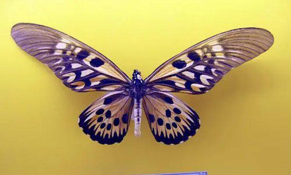 世界上第一稀有的蝴蝶