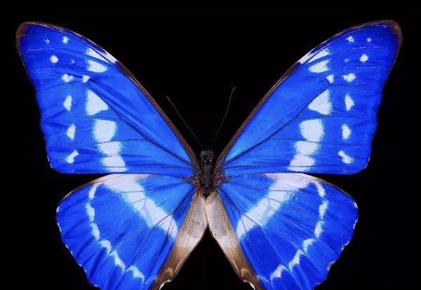 世界上第一稀有的蝴蝶