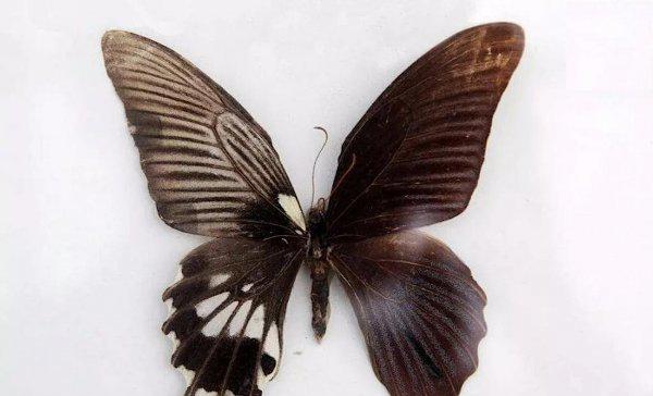 世界上第一稀有的蝴蝶