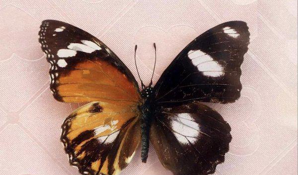 世界上第一稀有的蝴蝶