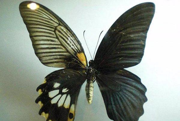 世界上第一稀有的蝴蝶