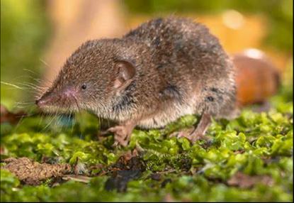 鼩鼱是什么动物