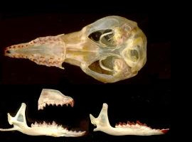 鼩鼱是什么动物