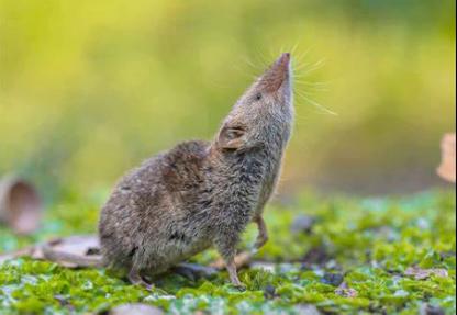 鼩鼱是什么动物