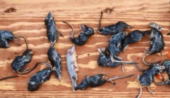 鼩鼱是什么动物