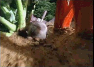 鼩鼱是什么动物