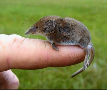 鼩鼱是什么动物