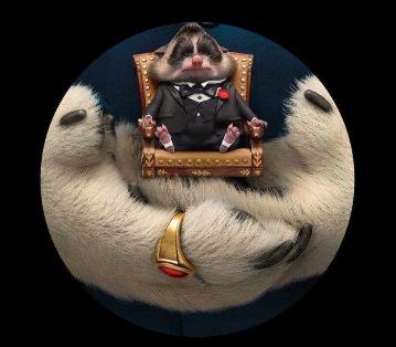 鼩鼱是什么动物