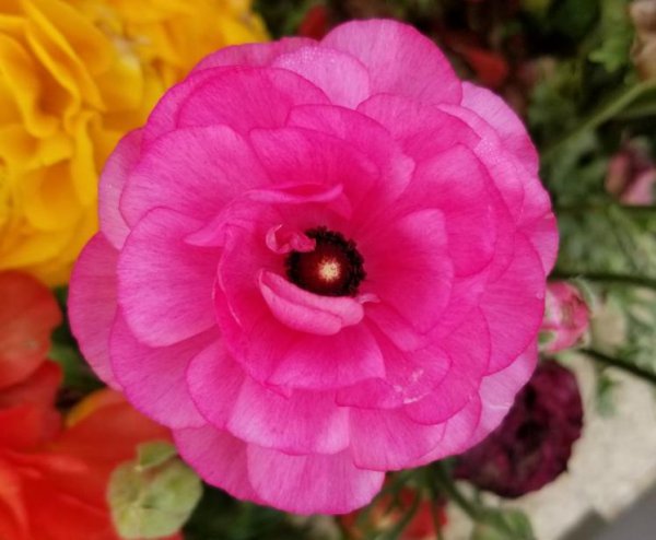 洋牡丹鲜花一般能养几天