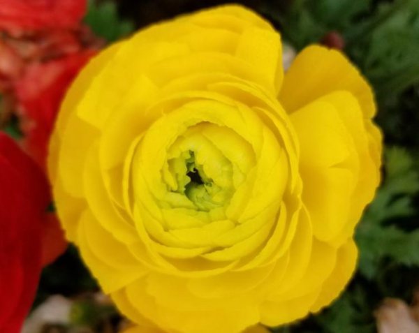 洋牡丹鲜花一般能养几天