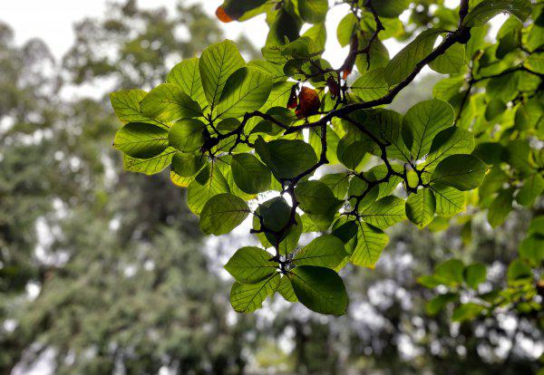成都武侯祠旅游景点介绍