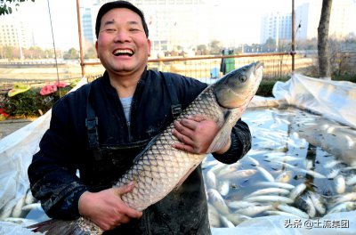 养什么鱼赚钱利润高 农村鱼塘养殖利润大的7种鱼