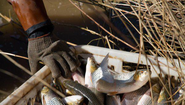 养什么鱼赚钱利润高