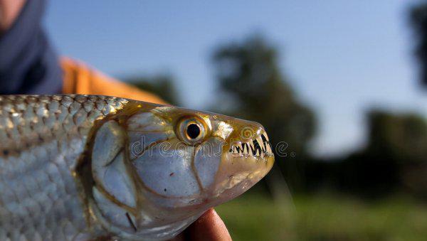 养什么鱼赚钱利润高