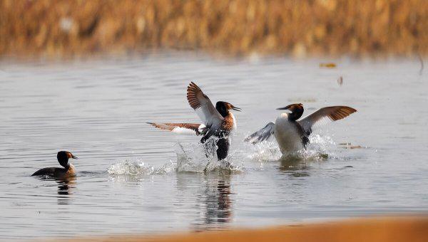 杜甫的妻子个人生平经历简介