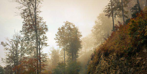 杜甫的妻子个人生平经历简介