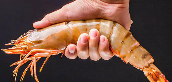 虾的品种大全及图片