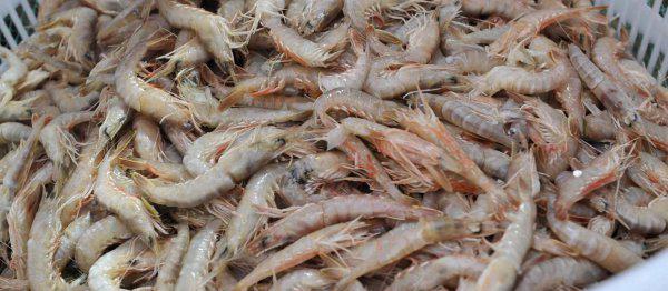 虾的品种大全及图片