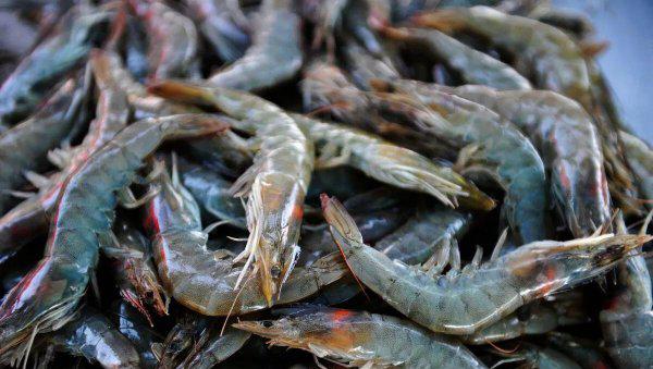 虾的品种大全及图片