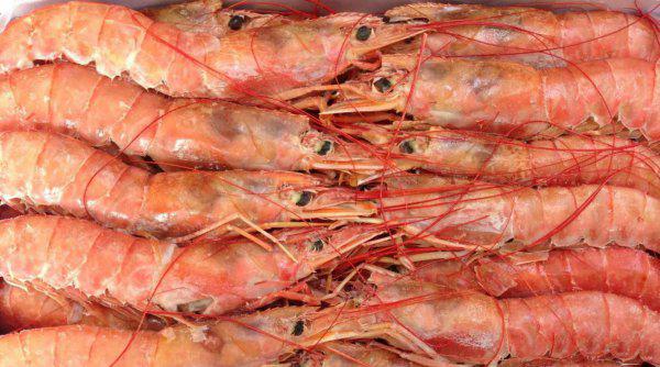 虾的品种大全及图片