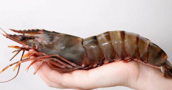 虾的品种大全及图片