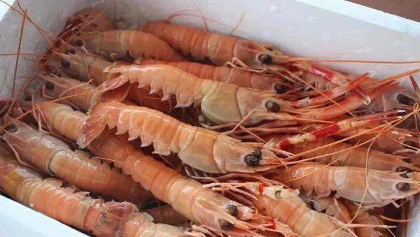 虾的品种大全及图片