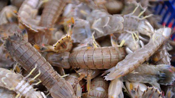 虾的品种大全及图片