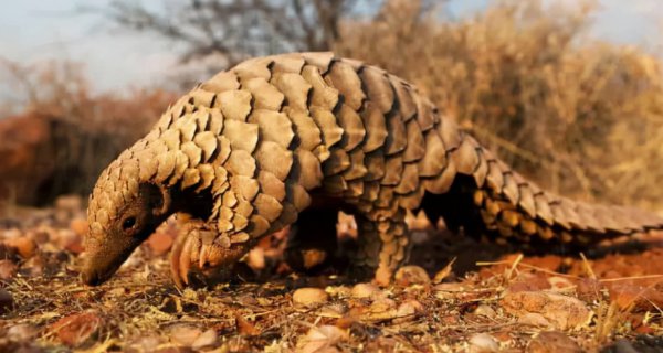 世界十大珍稀动物分别是什么