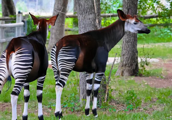 世界十大珍稀动物分别是什么