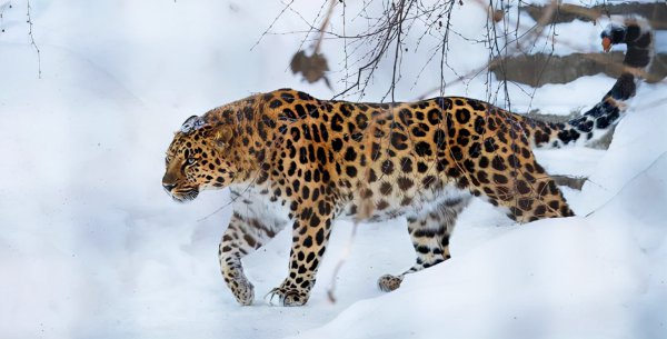 世界十大珍稀动物分别是什么