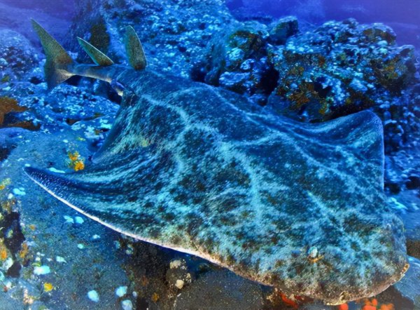 世界十大珍稀动物分别是什么