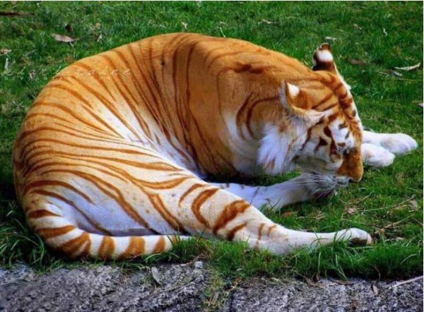 世界十大珍稀动物分别是什么