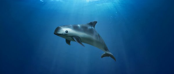 世界十大珍稀动物分别是什么