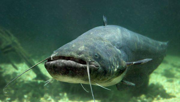 如何钓大鲶鱼饵料技巧及钓法详解