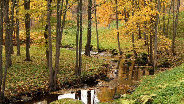 如何钓大鲶鱼饵料技巧及钓法详解