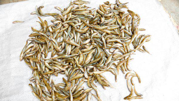 如何钓大鲶鱼饵料技巧及钓法详解